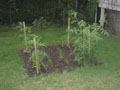 tomatoes and carrots.JPG